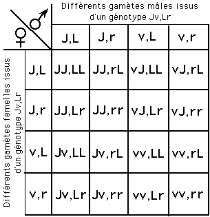 Loismendel