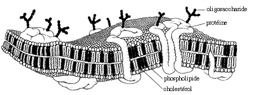 Les Membranes Biologiques (Cytoplasmique,cellulaire..) : Structures et  fonctions 