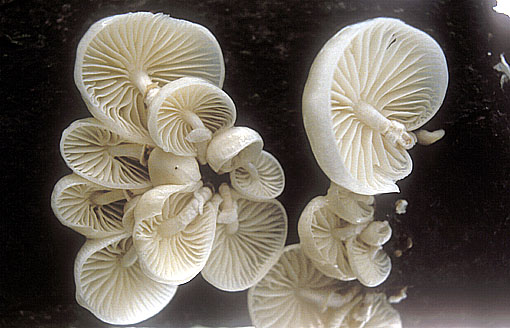Clé d'identification des champignons de la Manche