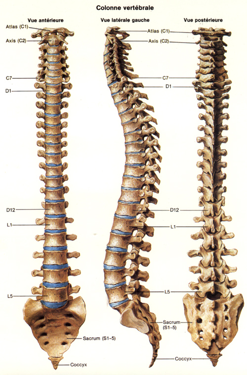 🔎 Squelette humain - Liste des os du squelette