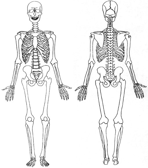 Le squelette du corps humain  Squelette humain, Corps humain, Os du corps